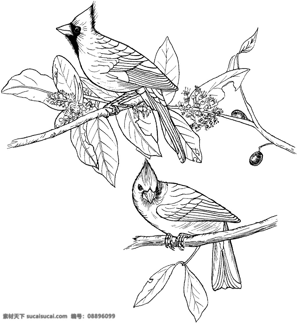 鸟类素描 动物素描 动物手绘画 设计素材 动物专辑 素描速写 书画美术 白色