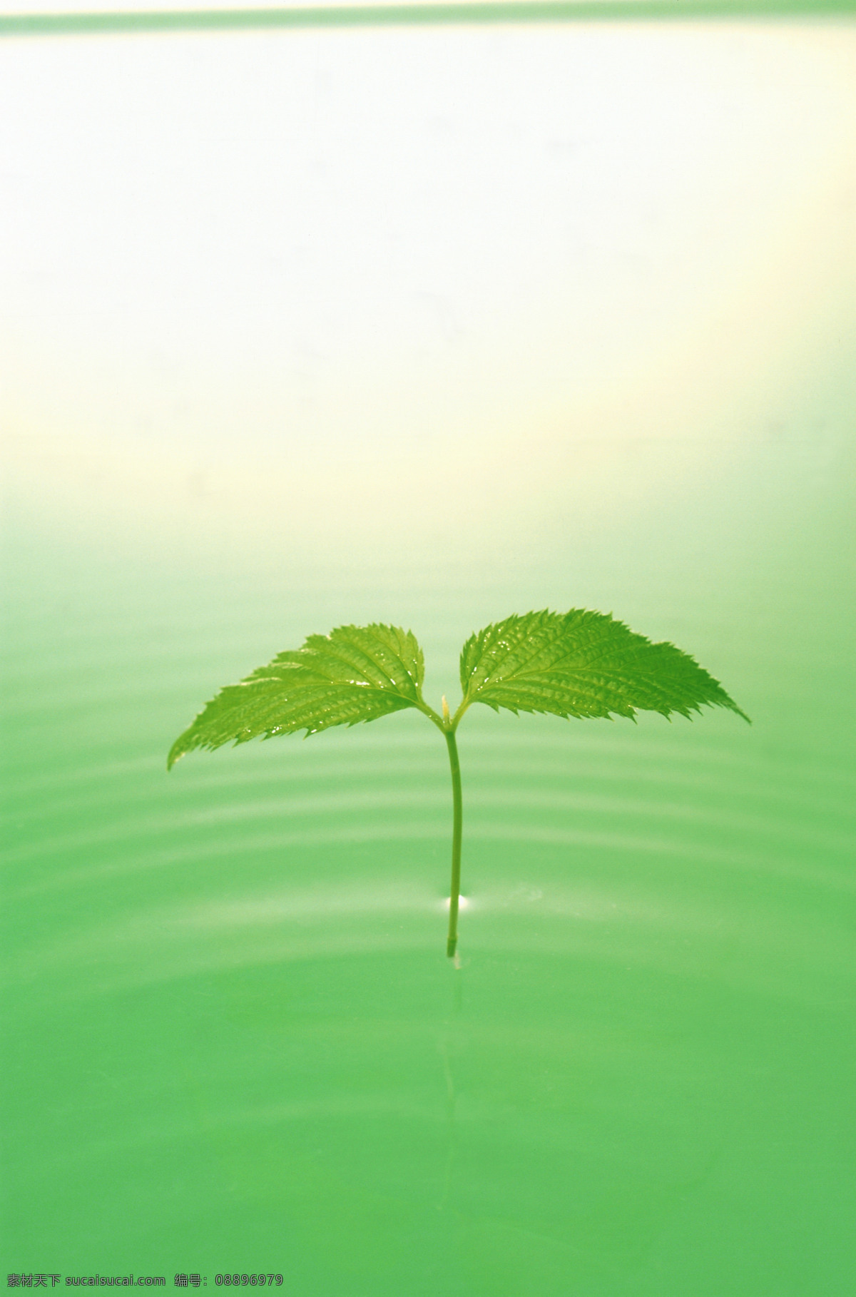 清澈 绿色 水 纹 发芽 空气 绿叶 水滴 水纹 透明 阳光