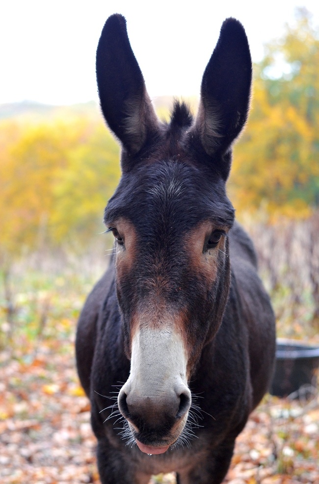 毛驴 驴子 donkey 动物 哺乳动物 二驴 小毛驴