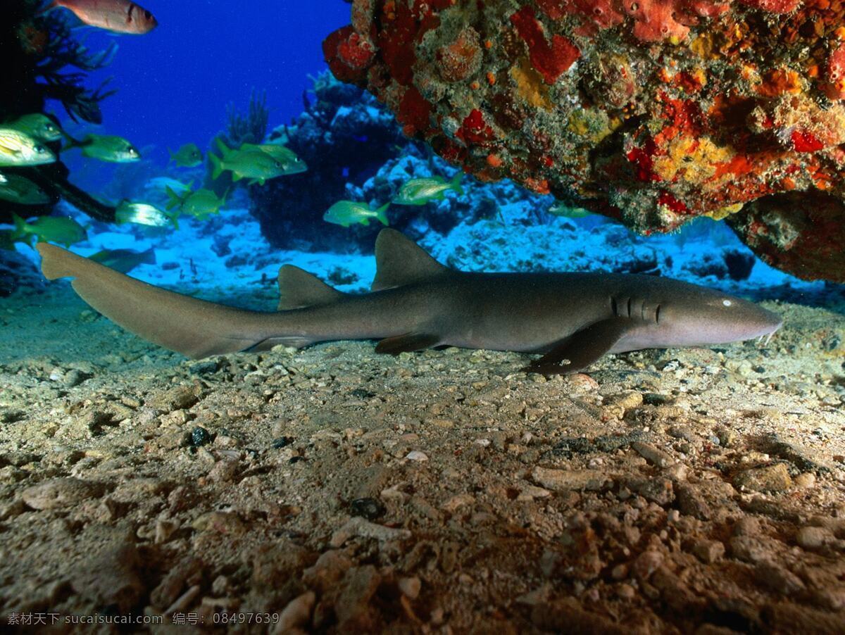 鲨鱼 海底世界 清澈见底 五彩斑斓 海水 旅游摄影 国内旅游