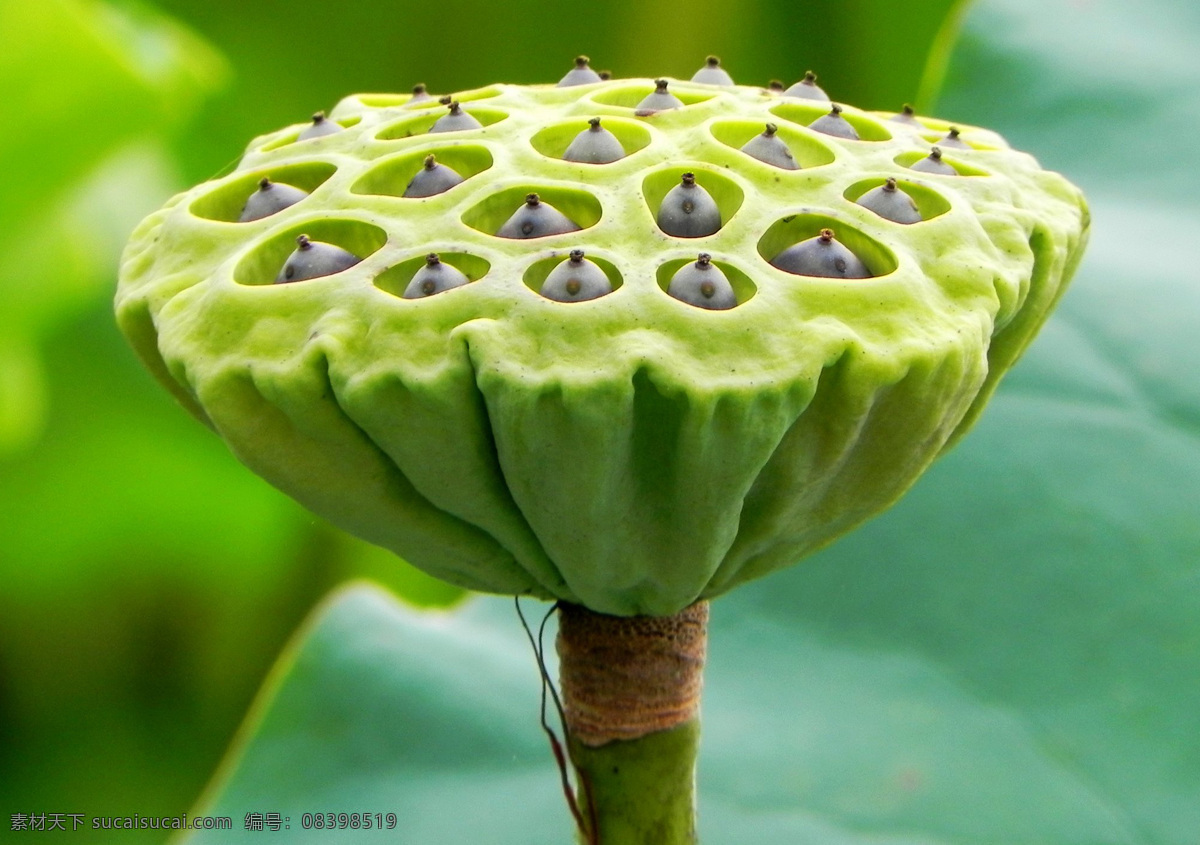 高清 绿色 莲蓬 莲花 植物 莲子