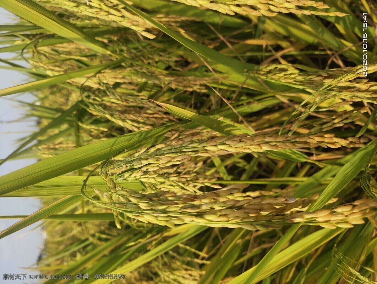 稻谷图片 水稻 稻谷 收获 稻田 稻子 稻穗 丰收景象 自然景观 田园风光