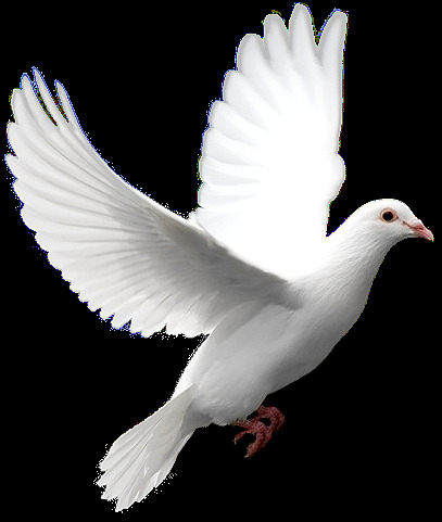 美丽 神气 白色 小鸟 产品 实物 白色翅膀 白色小鸟 产品实物 动物 精致小鸟