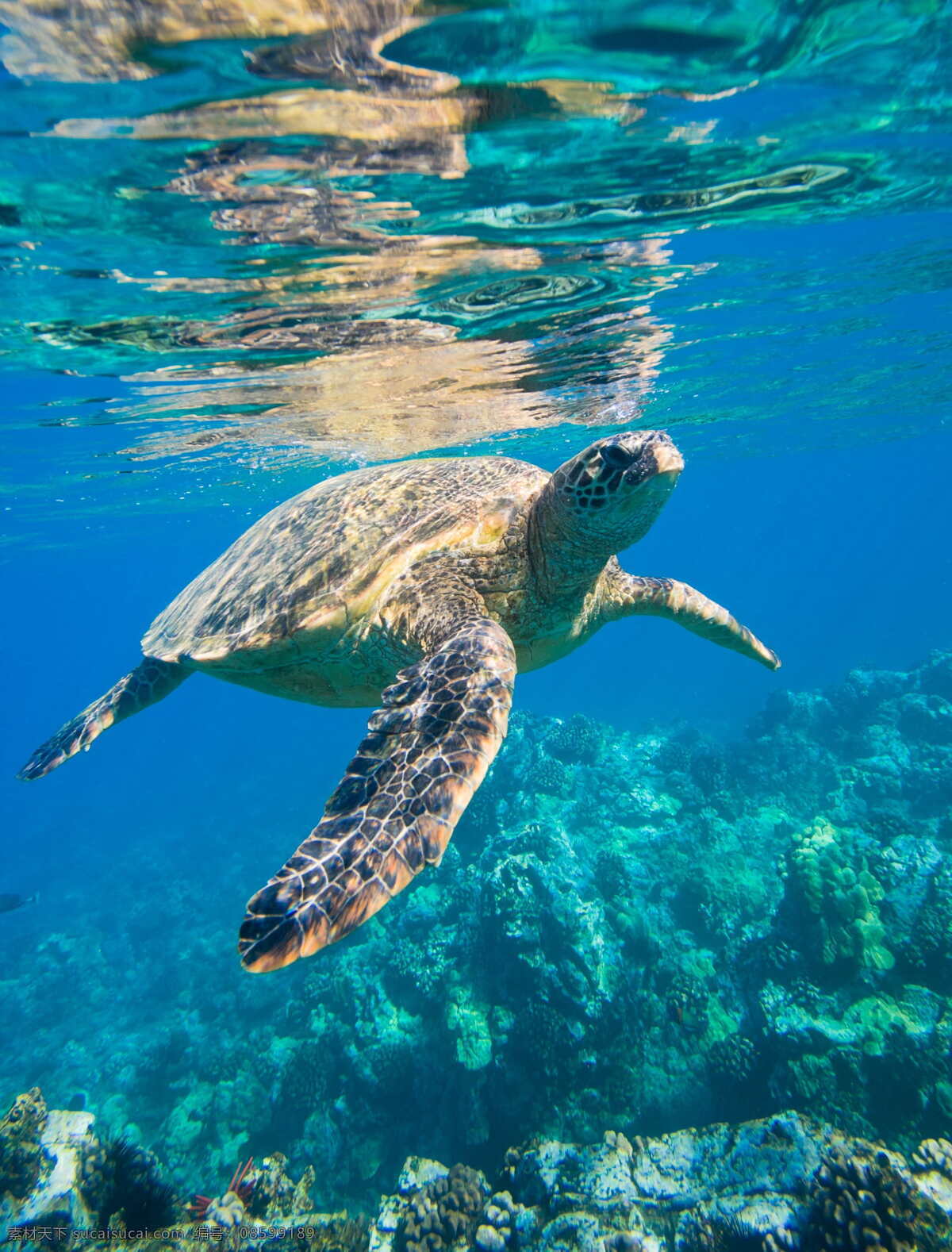 游弋的海龟 海龟 乌龟 大海龟 生物世界 海洋生物