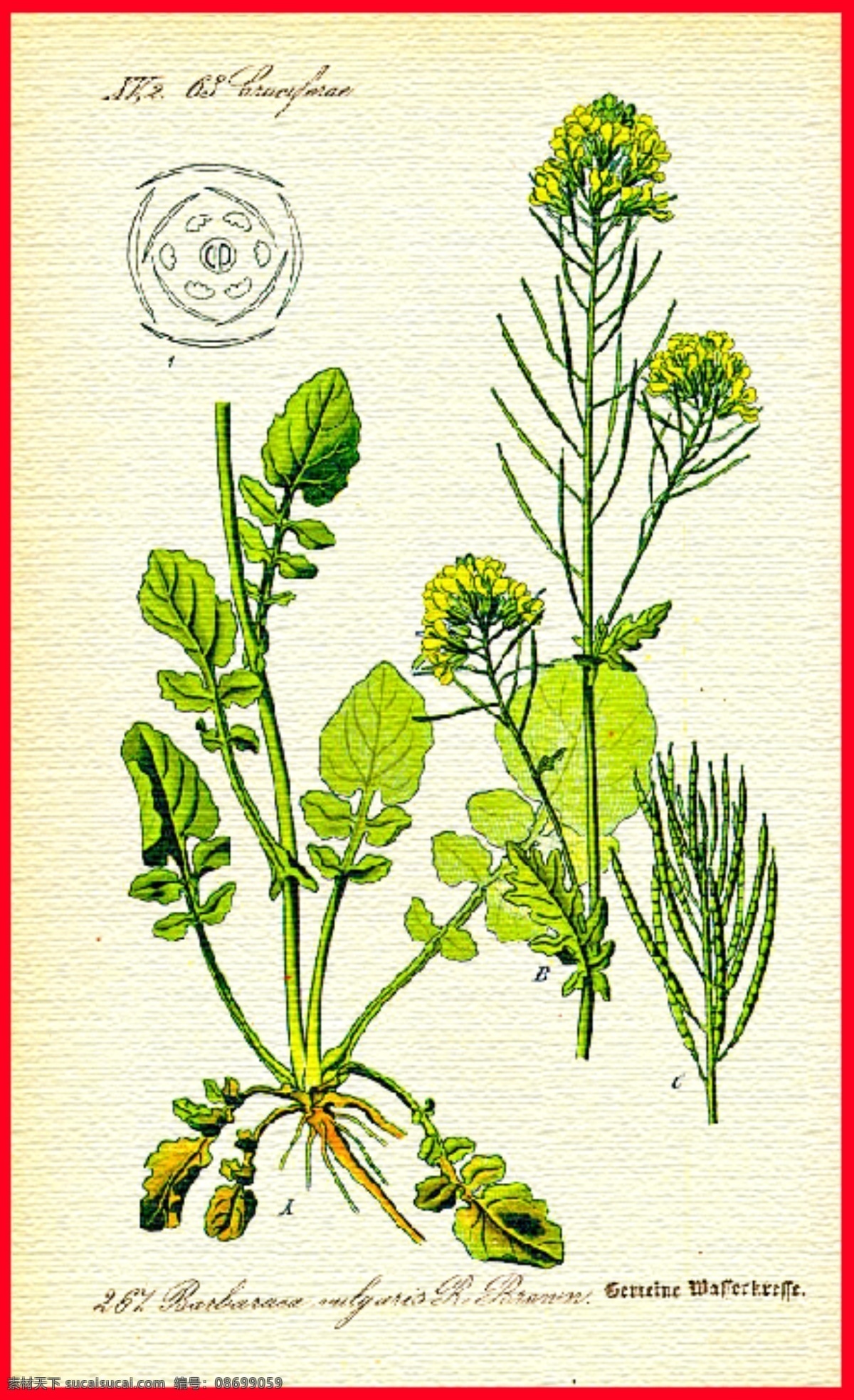 手绘 植物图片 手绘植物叶子 绿叶 叶子 叶脉 枝叶 植物 绿色 自然 草本植物 树叶素材 树叶 茶叶 自然景物 绿叶子 叶纹理 绿树叶 绿色叶子 手绘水彩画 手绘水彩 手绘花朵 手绘叶子 小清新 清新装饰元素 小清新设计 植物花鸟 生活百科