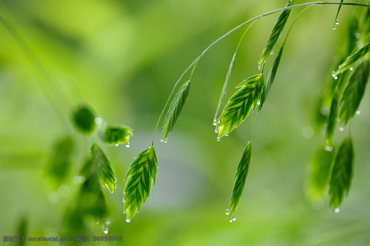 雨露 雨水 枝叶 绿色 清新 舒适 自然景观 自然风景