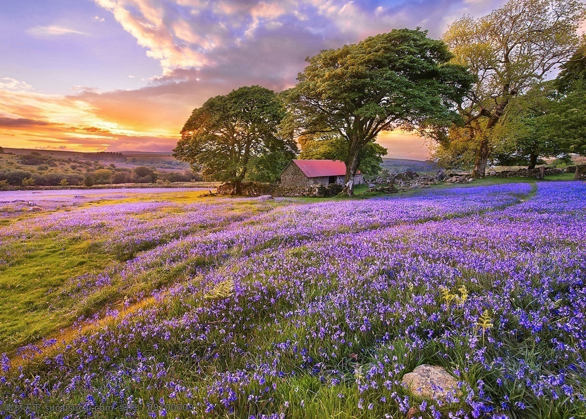 薰衣草 草地 风景 植物 照片 风光 紫色 花朵 自然景观 山水风景