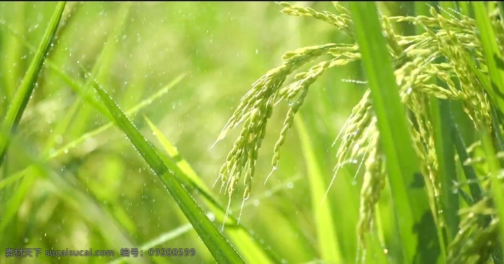绿色庄稼 绿色 实拍稻 实拍庄稼 植物 高清庄稼 多媒体 实拍视频 动物植物 mp4