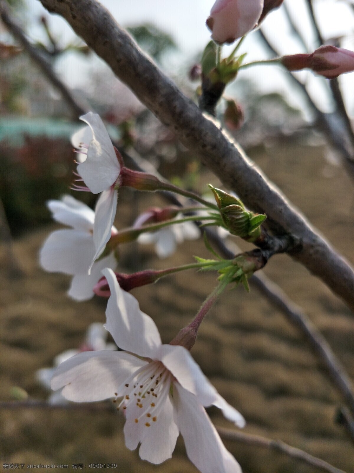 樱花 盛开的樱花 樱花观赏 樱花树 樱花背景 樱花节 自然景观 田园风光