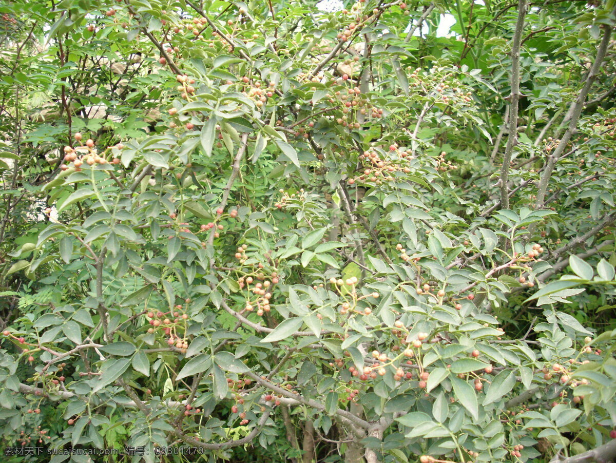 花椒 花椒树 花椒果 成熟 绿色 深红色 其他植物类 田园风光 自然景观