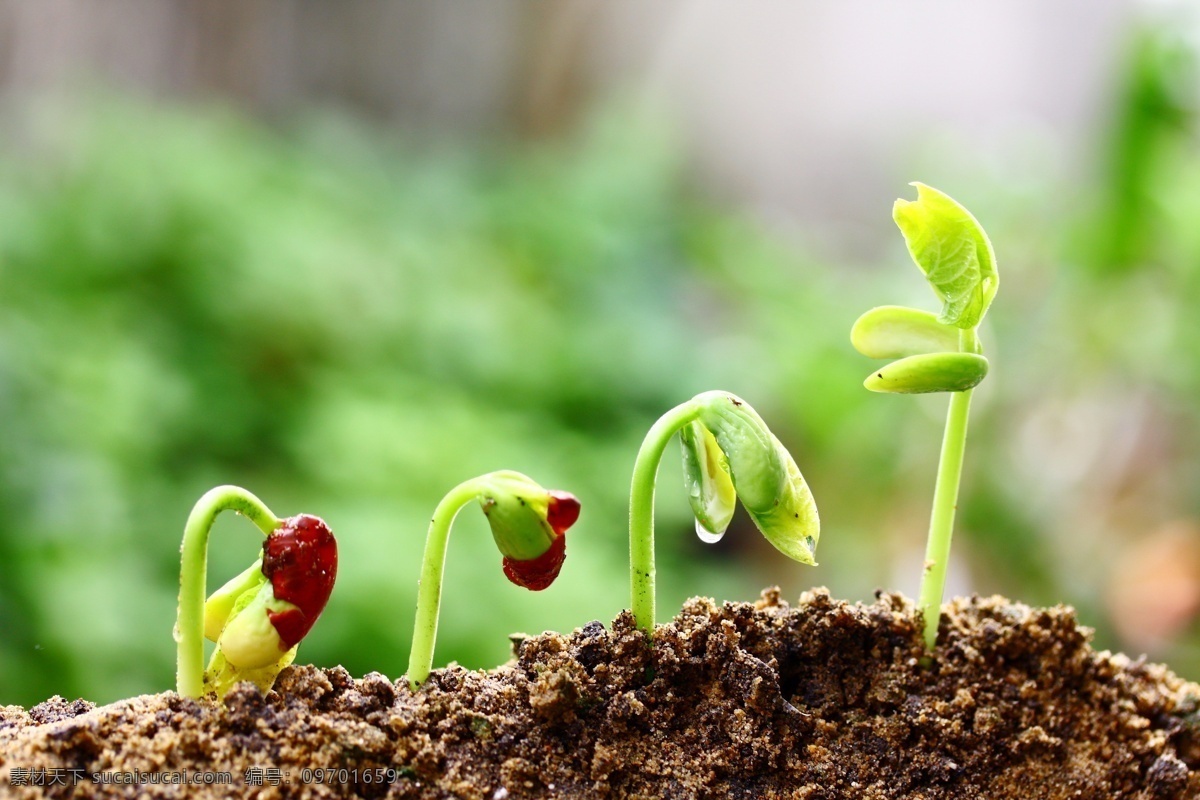 土壤 里 新 芽 豆芽 泥土 小苗 幼苗 新芽 绿芽 生命力 植物新芽 其他生物 生物世界 绿色