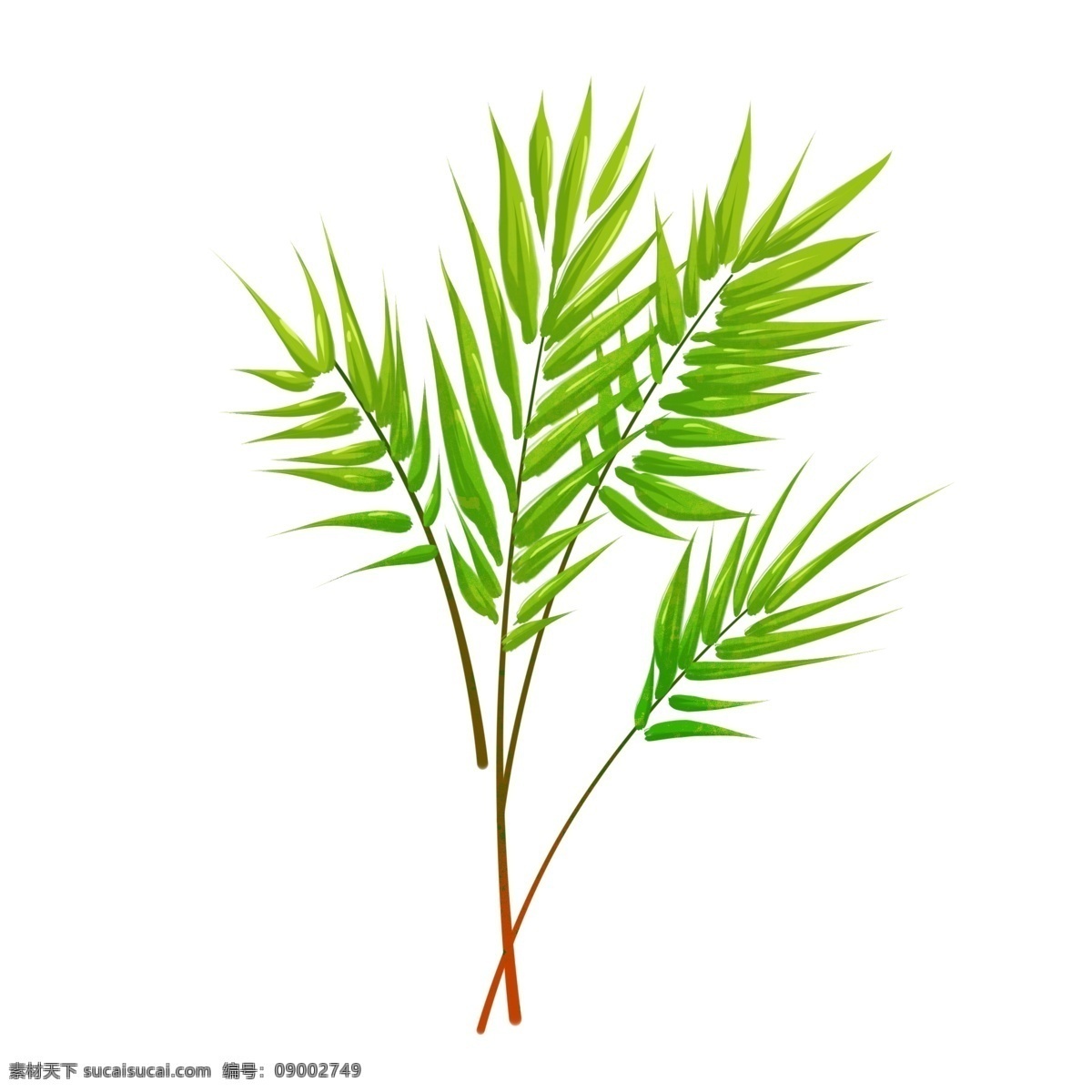 绿叶装饰枝条 热带植物 绿叶 树枝