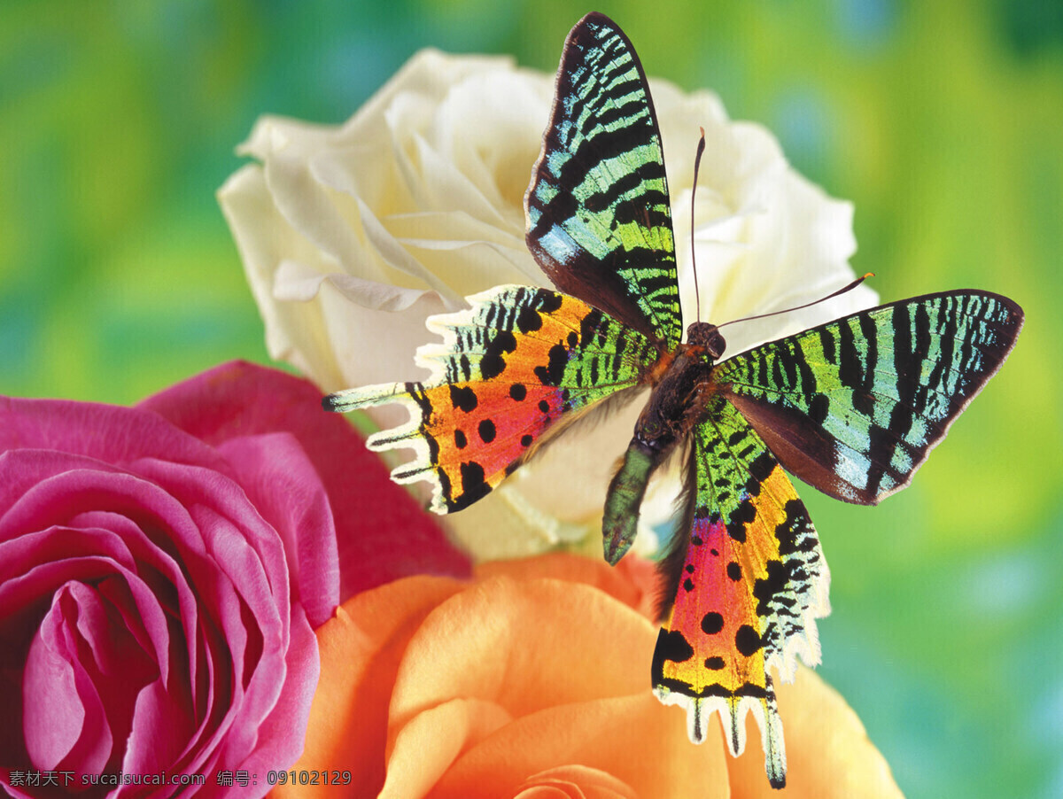 春回大地 春季 春天 高清 蝴蝶 花儿 花开 环保 绿色 生物世界 昆虫 摄影图库 psd源文件