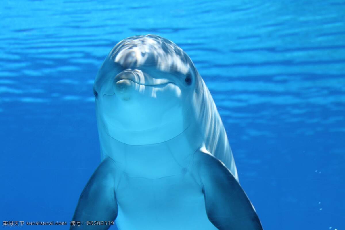 海豚 动物 蓝色 海洋 哺乳动物 背景 生物世界 海洋生物