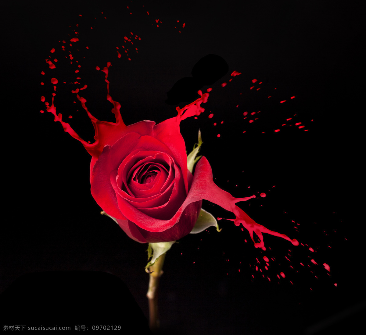 红玫瑰 颜料 喷溅 鲜花 动感喷溅 飞溅的颜料 花朵 花卉 漂亮花朵 美丽鲜花 鲜花摄影 花草树木 生物世界