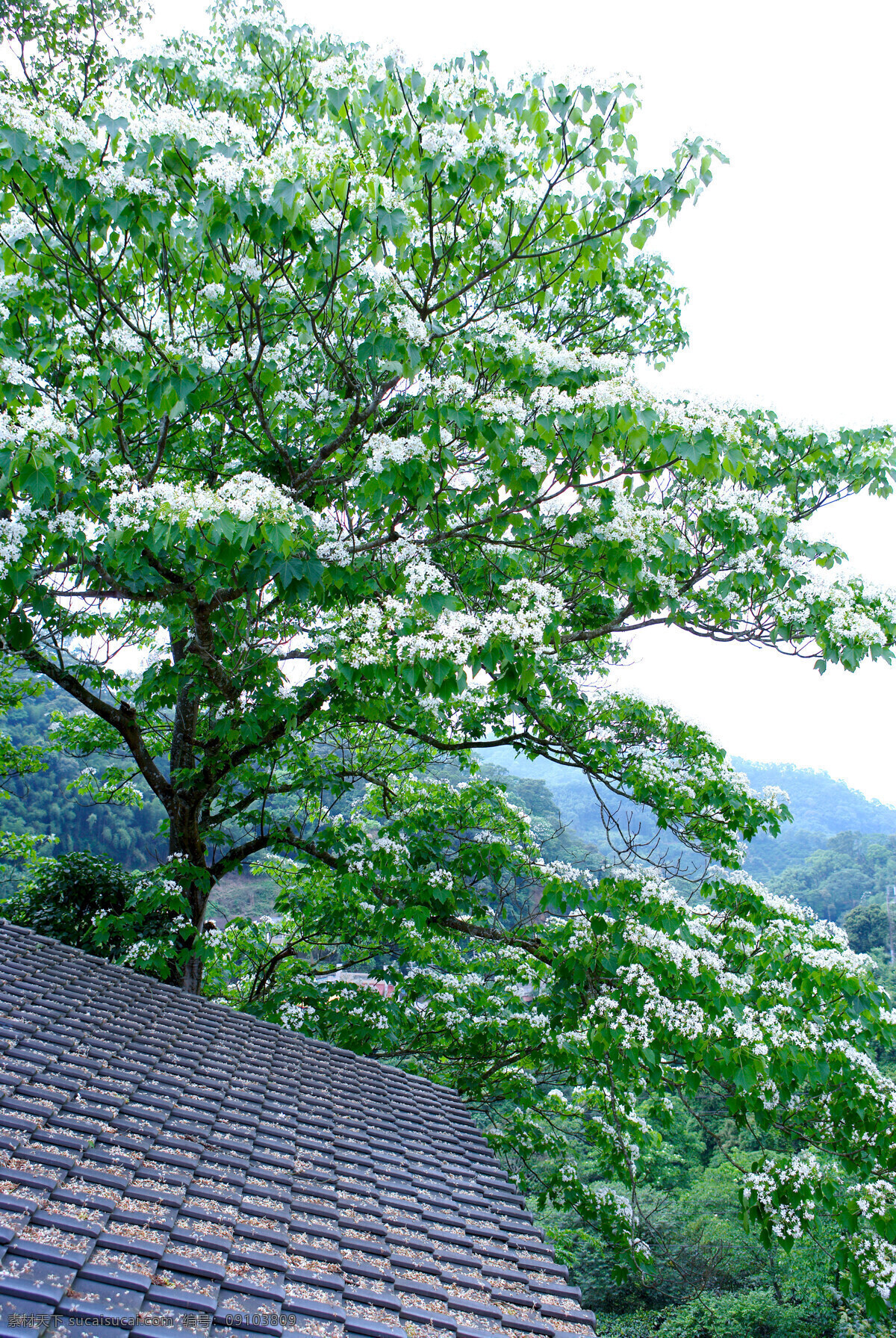 白色 純 淨 花 花朵 花卉 鲜花 白色純淨花 繁花似景 风景 生活 旅游餐饮
