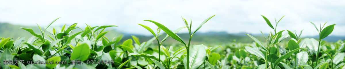 茶园 新茶枝 嫩叶 绿叶 茶叶嫩芽 自然景观 田园风光 摄影图库