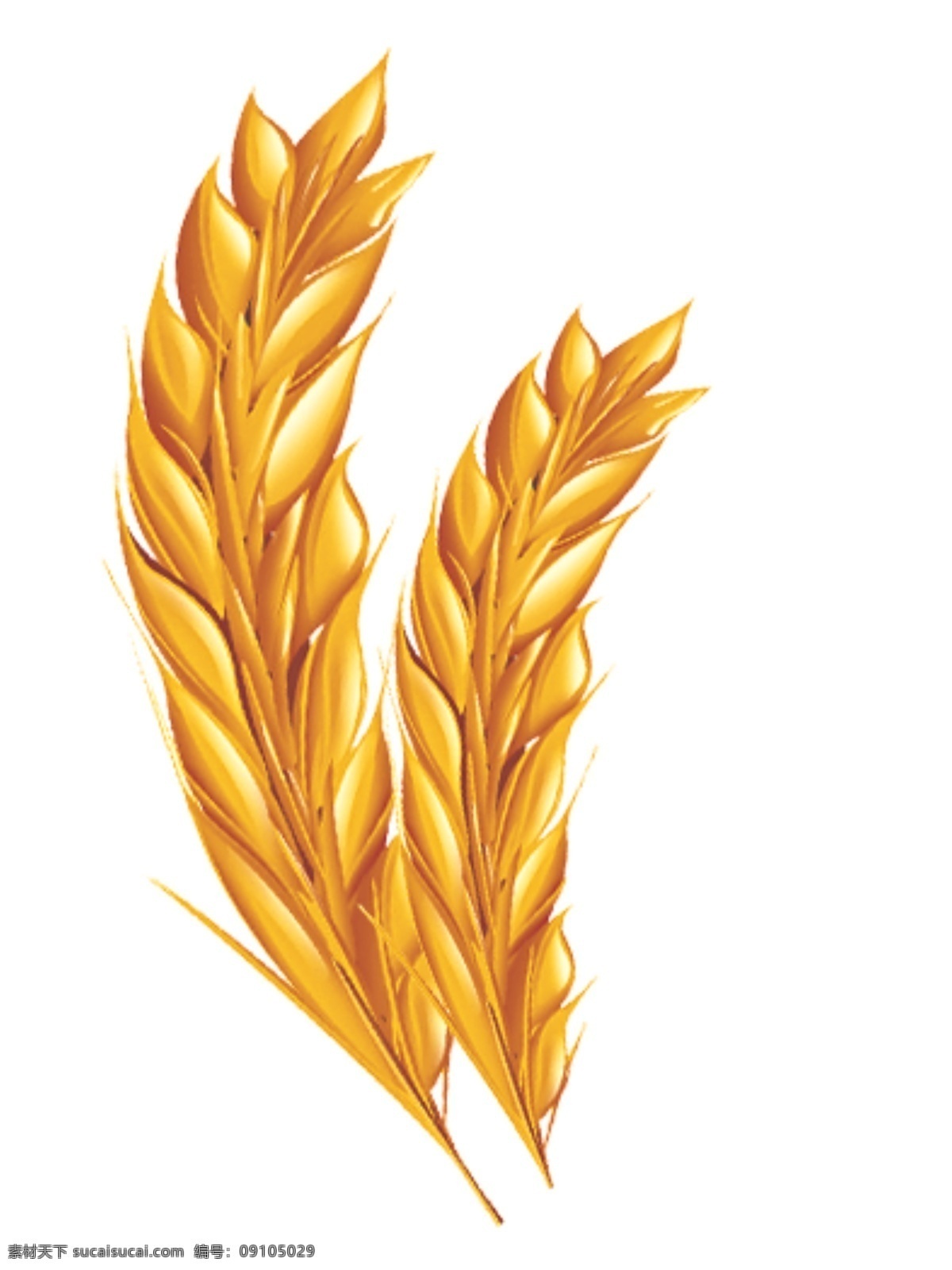 麦穗 食物 实物 农作物 分层
