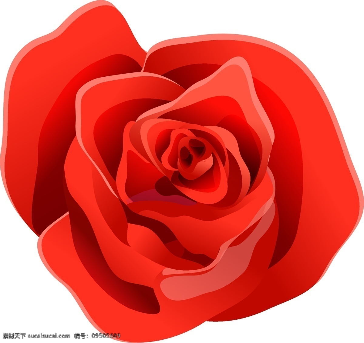 玫 红色 卡通 风格 矢量 花朵 玫红色花朵 卡通风格花朵 矢量花朵 玫瑰花 情人花朵 情人玫瑰 情人节玫瑰