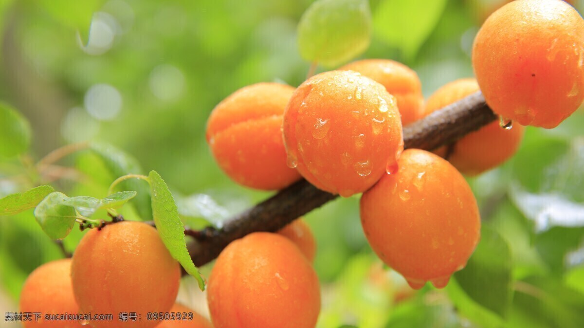 杏子 甜杏儿 有机水果 绿色水果 农产品 生物世界 水果