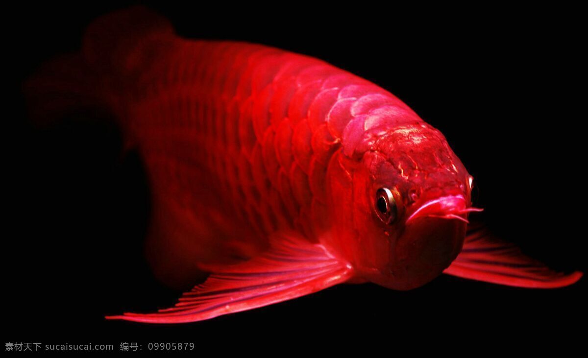 金龙鱼 大金龙 红龙鱼 小金龙 水族馆 水族 鱼缸 龙鱼 生物世界 鱼类