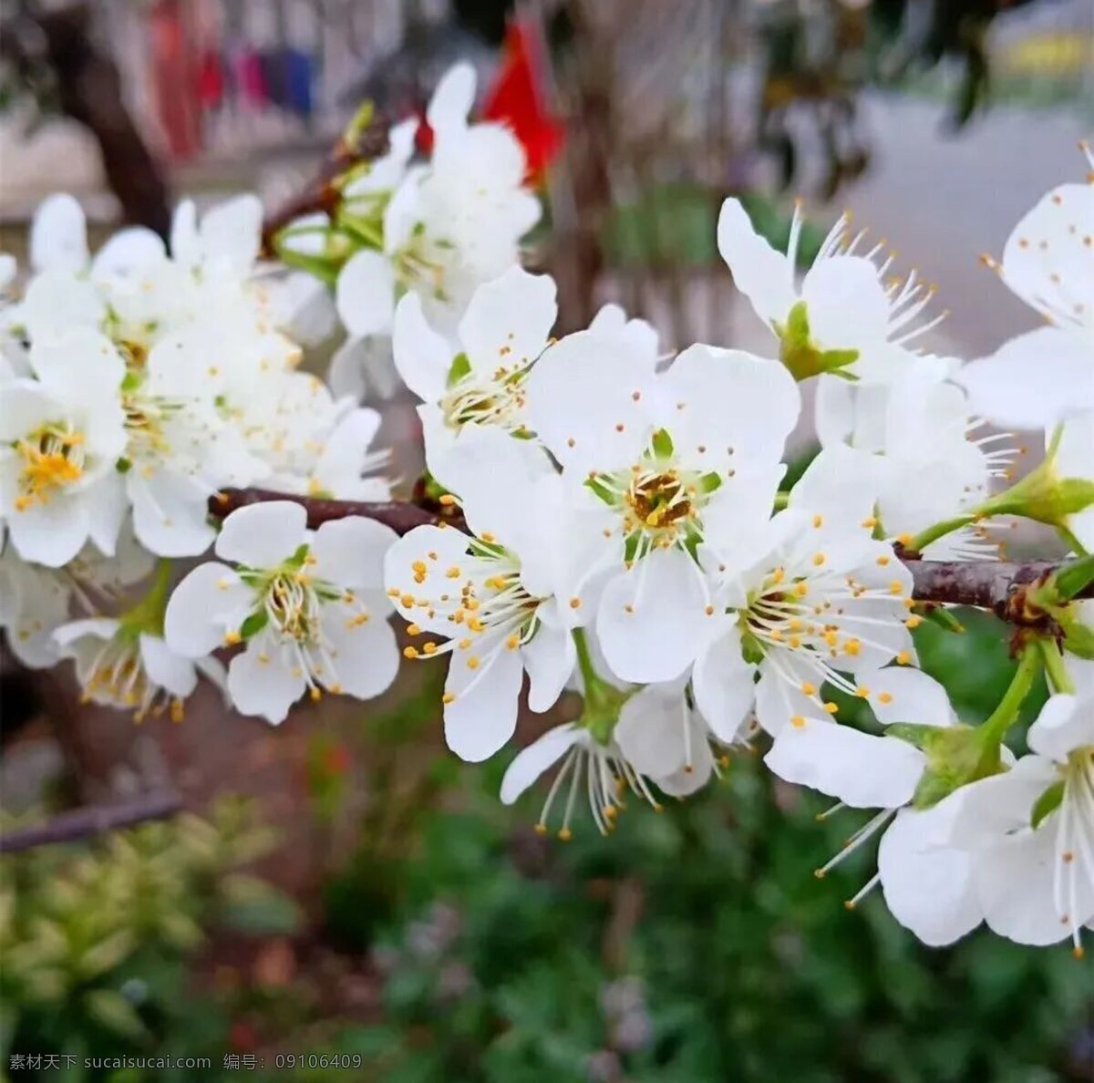 花 开花 花朵 花瓣 樱桃花蕊 白花 植物 春天 春色 樱桃花近照 白色樱桃花 樱桃 野生樱桃花 漂亮的花 自然景观 自然风景