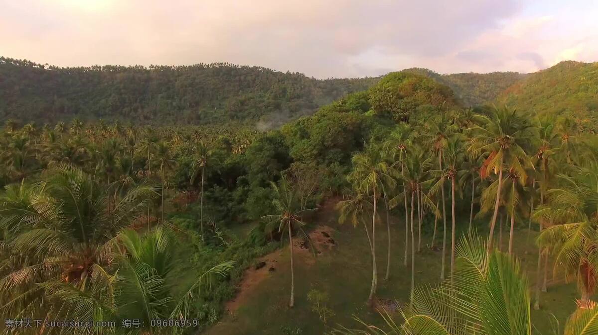 飞越 棕榈树 印度尼西亚 自然 海滩 热带的 空中 无人机 棕榈 树 天堂 岸 龙目岛 求助 景观 风景 假期 冒险