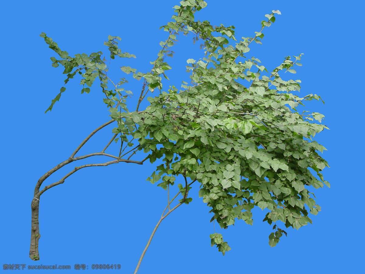 白 丁香 植物 园林植物 白丁香 配景素材 园林 建筑装饰 设计素材 3d模型素材 室内场景模型