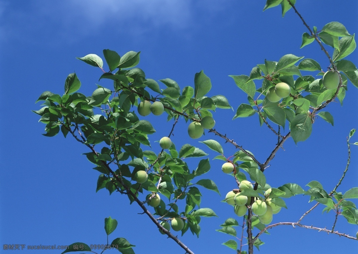 蓝天 下 苹果 枝头 结 满 青苹果 苹果采摘 苹果素材 苹果图片 新鲜苹果 丰收的苹果园 枝头青苹果 苹果成长期 苹果园 风景 生活 旅游餐饮