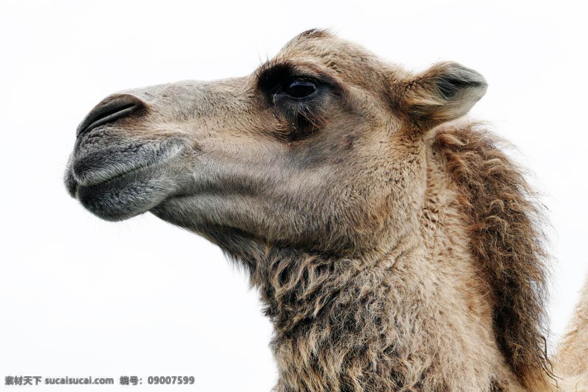沙漠骆驼 骆驼 家畜 牲畜 沙漠动物 沙漠之舟 生物世界 家禽家畜