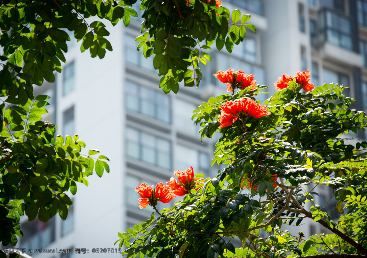 火焰木 花卉 植物 苞萼木 深圳 绿化 自然景观 自然风景