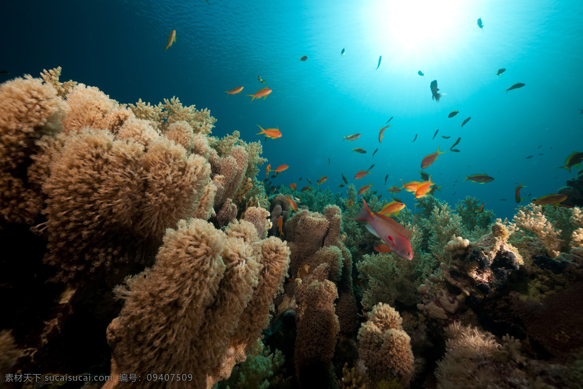 游玩 鱼 美丽 珊瑚 鱼群 海洋海边 自然风光 海底世界 海洋生物 大海图片 风景图片