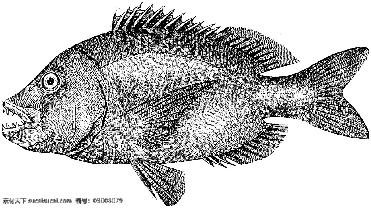 水生动物 fish 鱼 动物素描 设计素材 动物专辑 素描速写 书画美术 白色