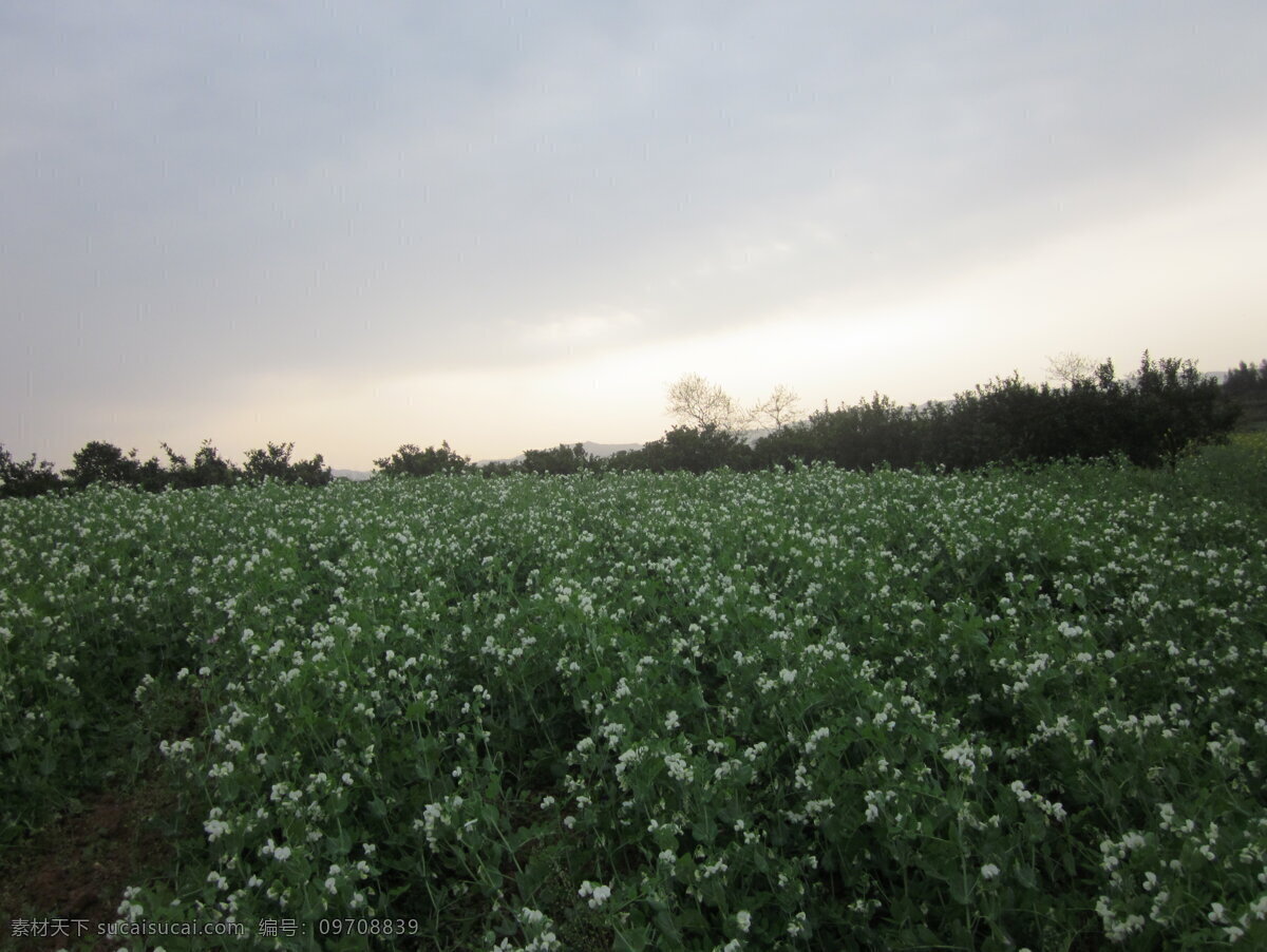 豌豆地 一大片 豌豆花 白色 绿色 田园风光 自然景观