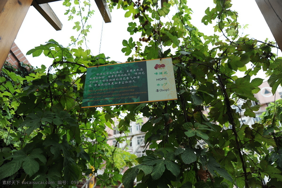 啤酒花 花 生物世界 树木树叶 植物 啤酒牌 矢量图 日常生活