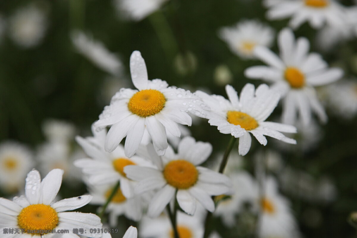 菊花 春天 雨后 黄色花 黄色 小花 小菊花 花草 生物世界