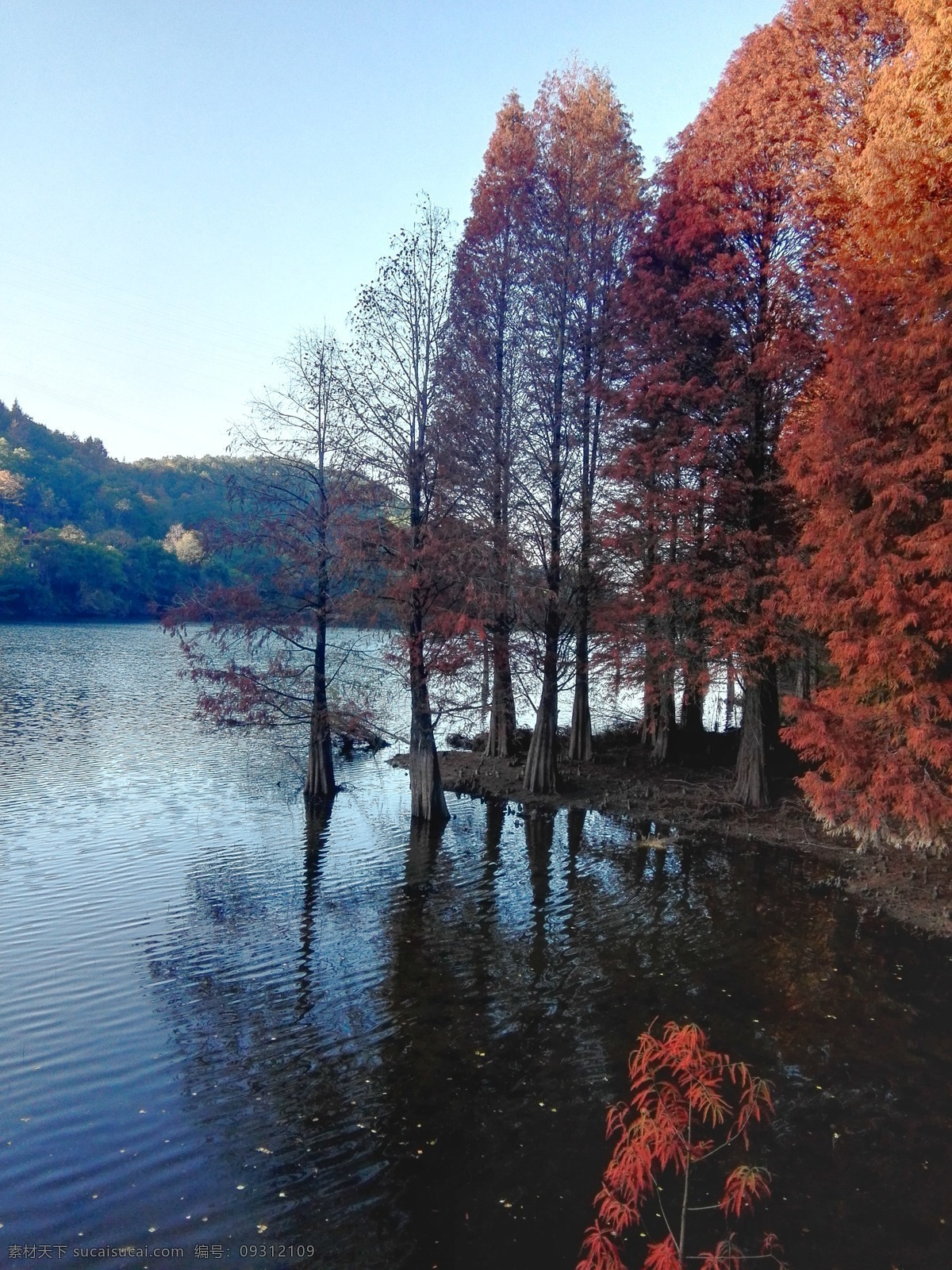 秋天的水杉 秋天 水杉 红 湖水 诗意 山 自然景观 山水风景