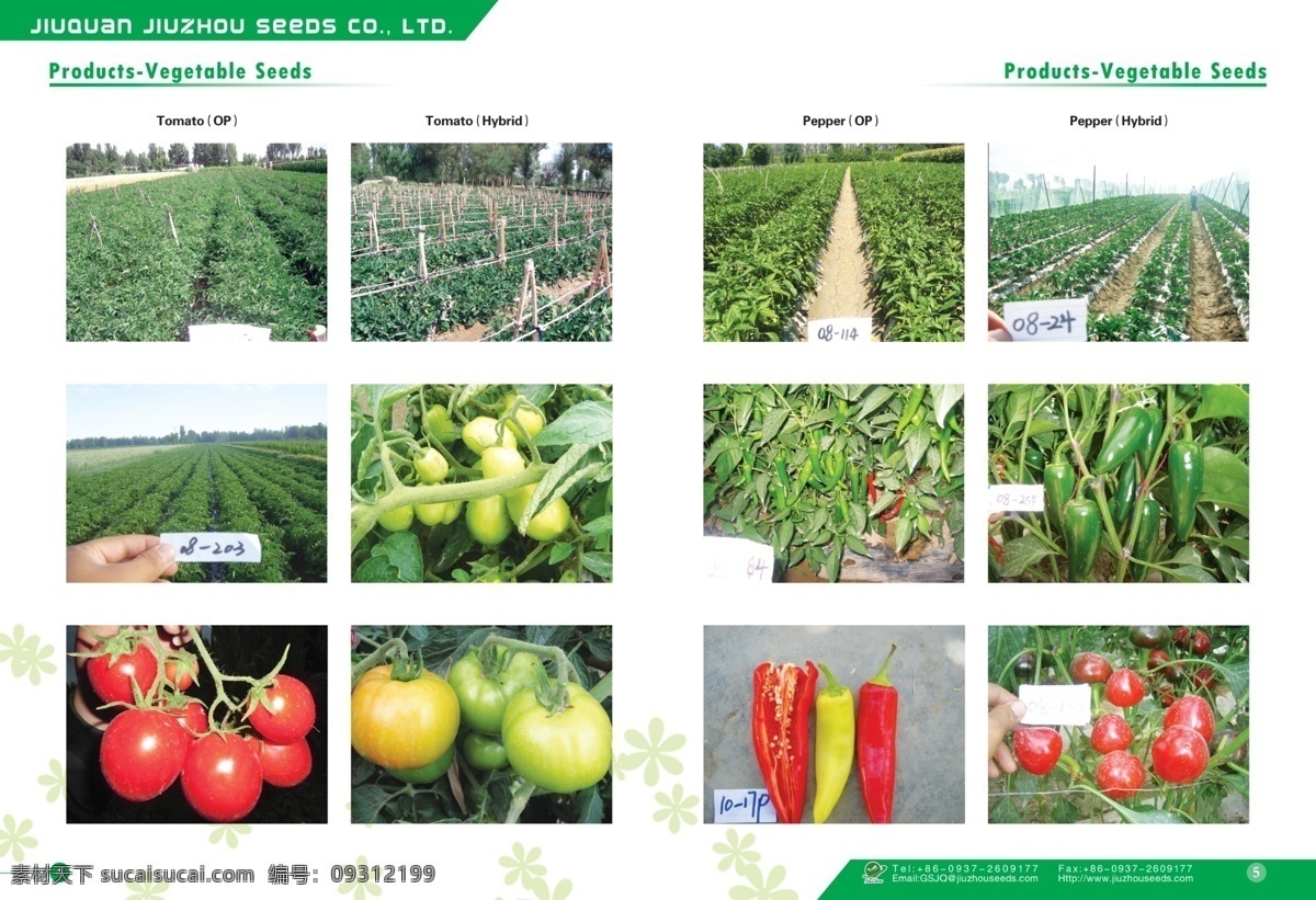 种子公司画册 种子 公司画册 宣传画册 种子生产 花卉 甜椒 西红柿 出口 分层 源文件