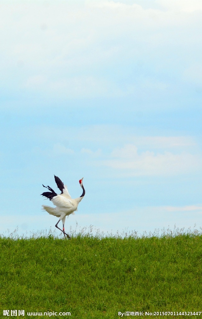 丹顶鹤 湿地 芦苇 蓝天 鹤 生物世界 鸟类
