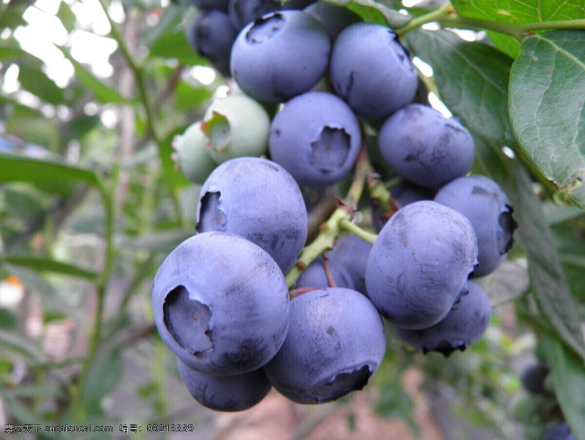 蓝莓图片 蓝莓 树莓 草莓 水果 奇异果 果子 果实 蔬菜 果蔬 果树 果核 种子 植物 作物 经济作物 果农 有机水果 绿色水果 农产品 生物世界