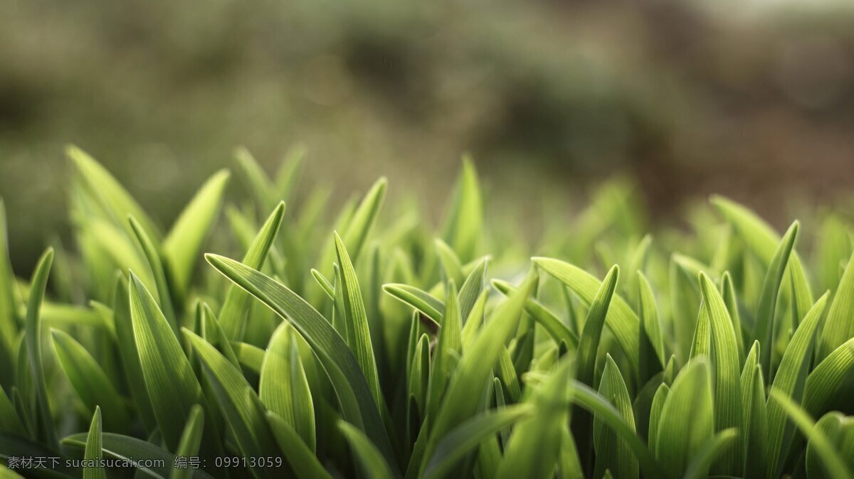 绿叶 叶子 嫩叶 绿色 浅绿 意境 美景 茶叶 植物 美图 桌面 花草 生物 底图 生物世界