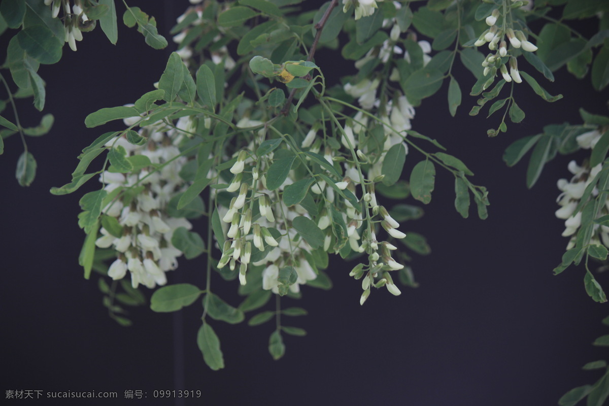 槐花 白槐花 槐花素材 槐花花朵 槐花图 花草 生物世界 黑色