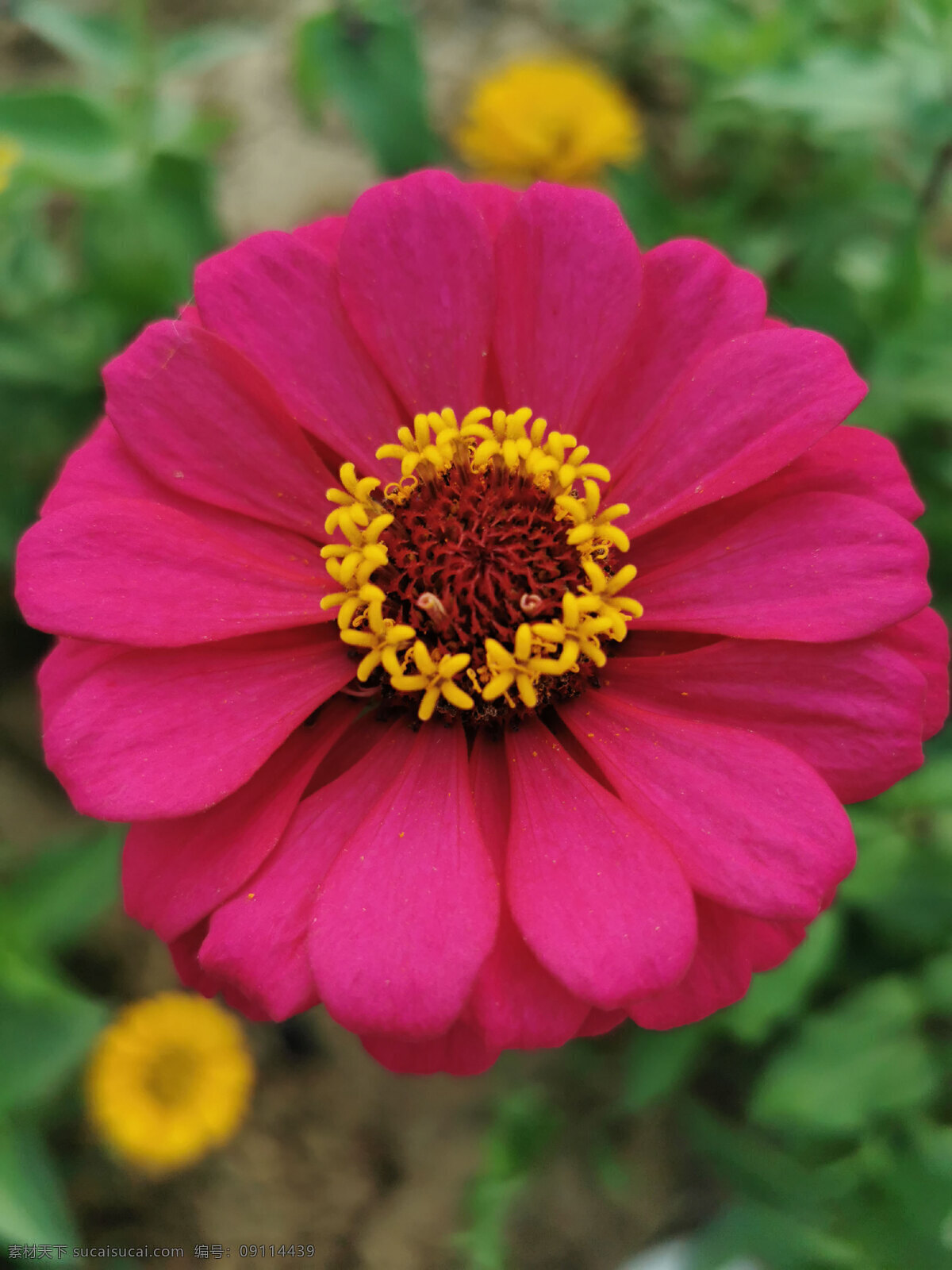 百日菊图片 菊花 野花 榄菊 鲜花 植物 花卉 小菊花 野菊花 格桑花 百日菊 野白花 灌木花 百日菊特写 美丽的格桑花 满天星 自然景观 自然风景