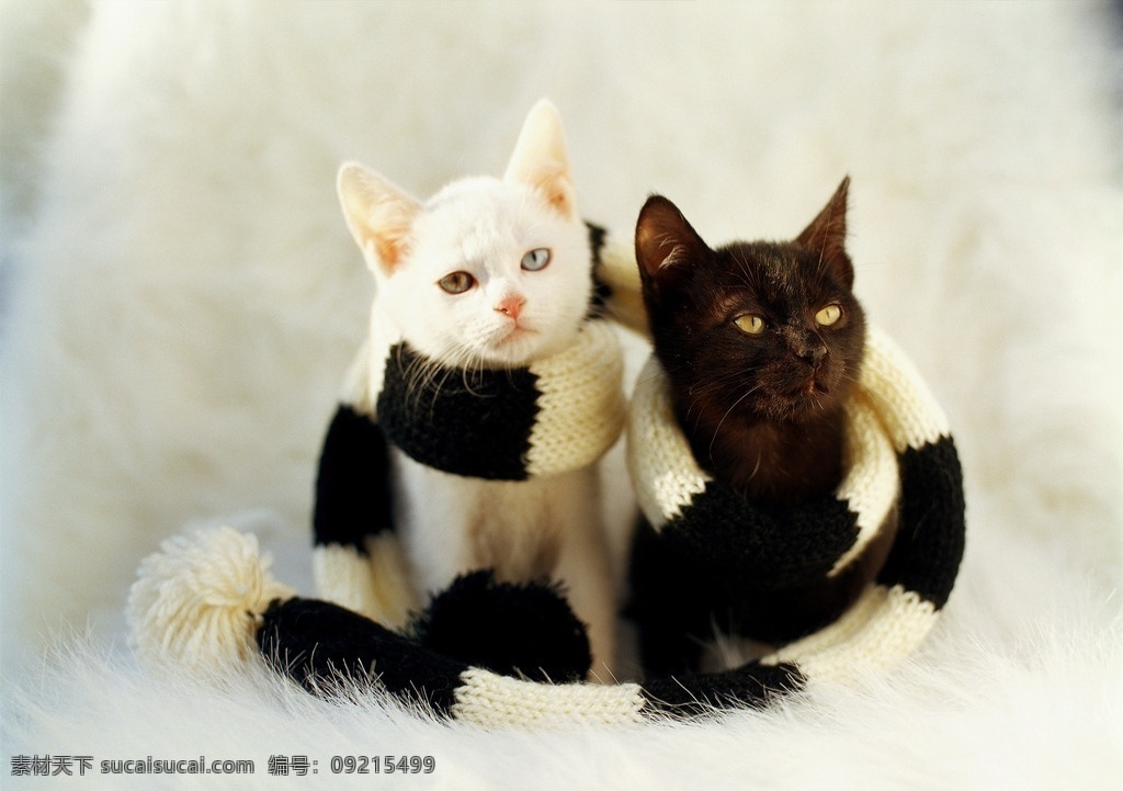 黑白猫 小猫 黑猫 白猫 宠物猫 家猫 宠物 猫 猫咪 生物世界 家禽家畜