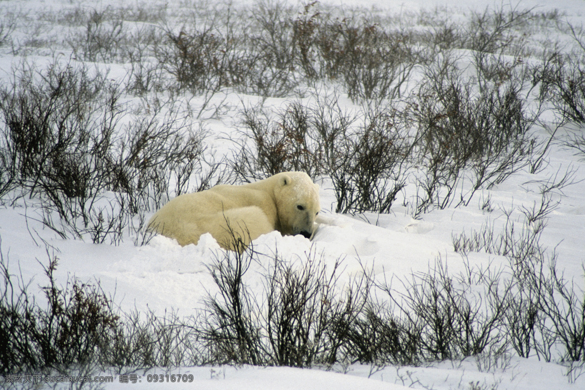 雪地 上 北极熊 脯乳动物 保护动物 熊 野生动物 动物世界 生物世界 摄影图 高清图片 陆地动物