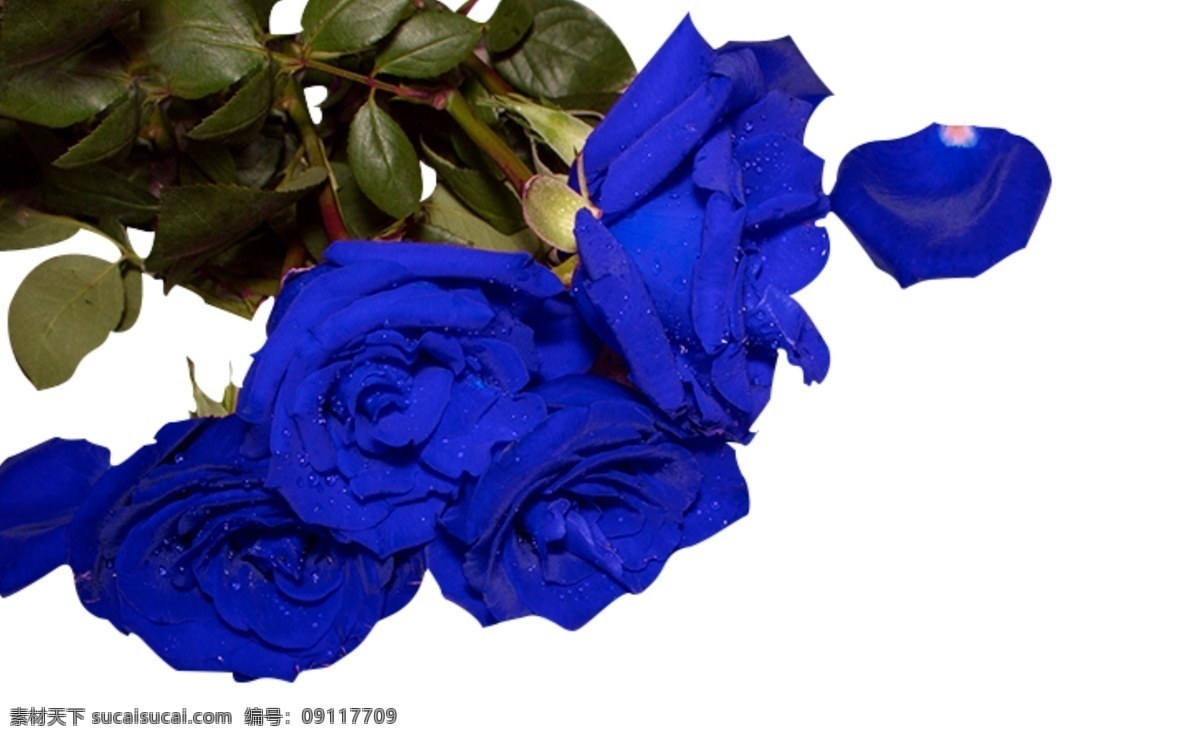 蓝色 妖姬 实拍 免 扣 玫瑰 实物 拍摄 蓝色妖姬 情人节 玫瑰花 摆拍 植物 爱情 绿叶 鲜花