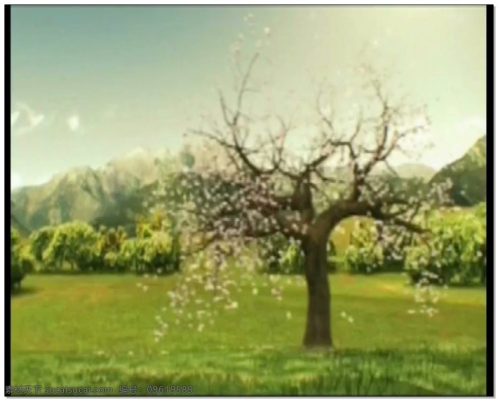 樱花 美景 视频 高清视频素材 视频素材 动态视频素材 日本 浪漫