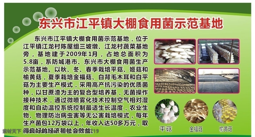 蘑菇 食用菌 大棚 栽培 基地 宣传牌 宣传 农业 政策