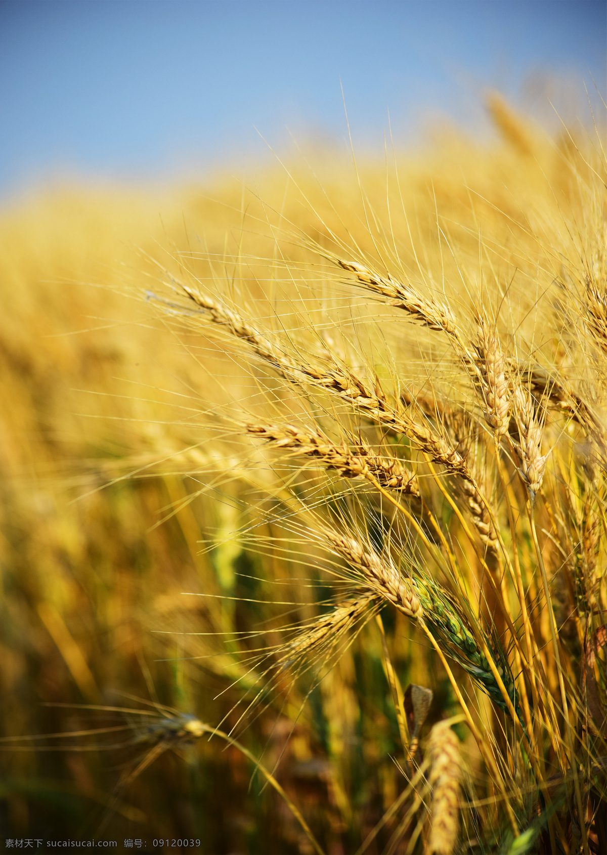 稻谷 稻米 水稻 麦子 小麦 大麦 粮食 农作物 丰收 收获