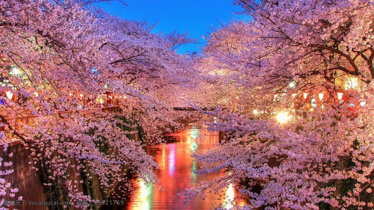 樱花 世界风光 自然风景 自然景观 东南亚风光 日本风光 日本旅游 名古屋 国外旅游 旅游摄影